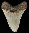 Megalodon Tooth - North Carolina #59033-2